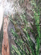 Load image into Gallery viewer, Original painting Quokkas overlooking Pinky's Beach & Bathurst Lighthouse, Rottnest Island, Western Australia by Kerry Sandhu Art